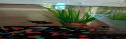 Fancy Goldfish fish for sale: 2 baby fancy goldfish - Advert 1