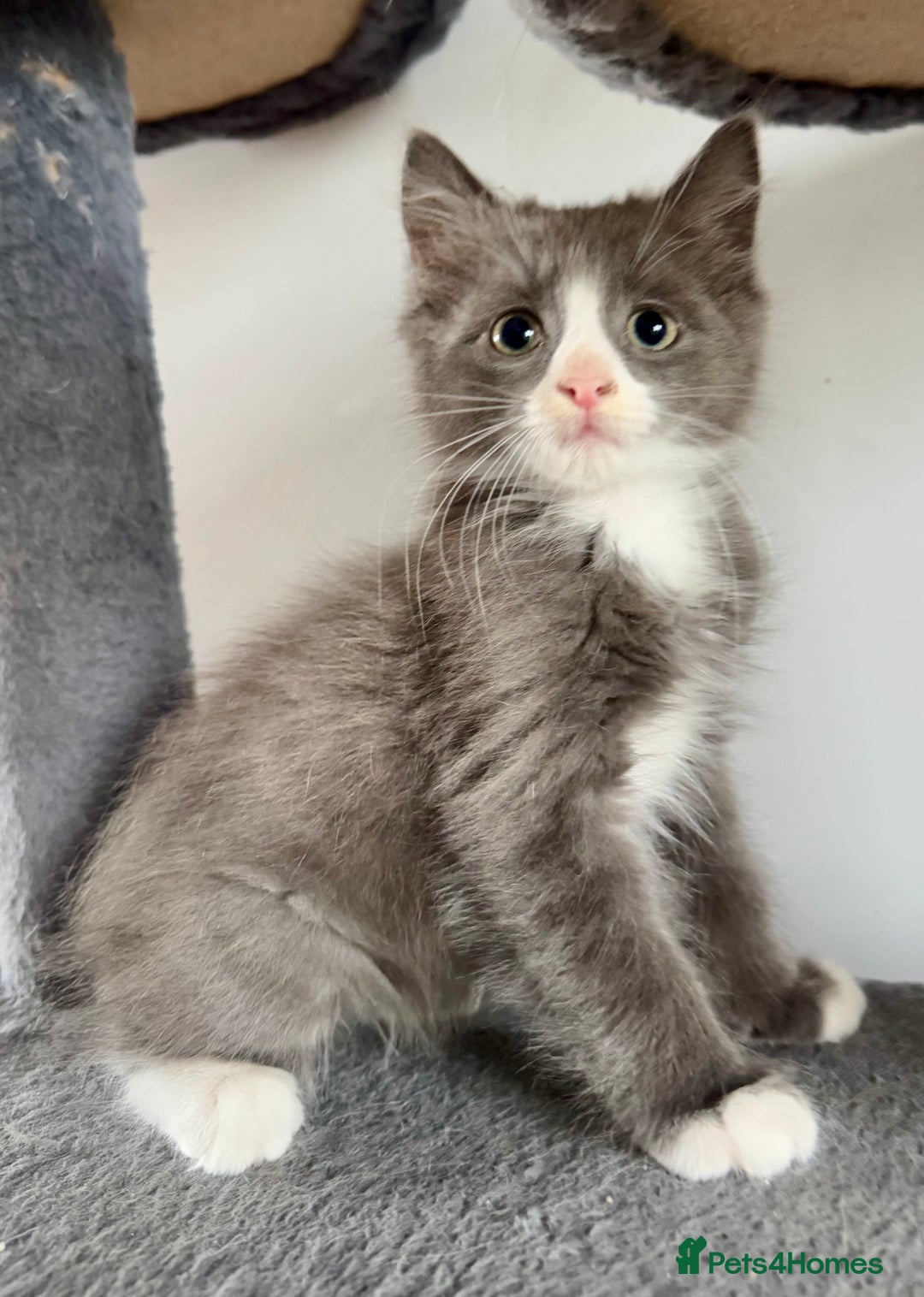 Mixed Breed cats for sale: Stunning Maine coon cross ragdoll kittens - Image 6