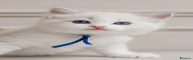 Ragdoll 5 - blue