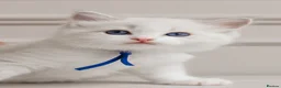 Ragdoll cats for sale: Best Ragdoll kittens - Advert 9