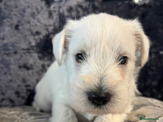 Miniature Schnauzer dogs Adorable Miniature Schnauzer Puppies KC Reg - Advert 6