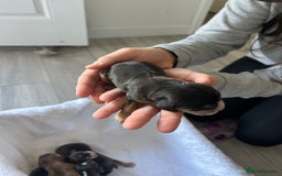 Cocker Spaniel dogs for sale: ✨show type cocker spaniel✨ - Image 13