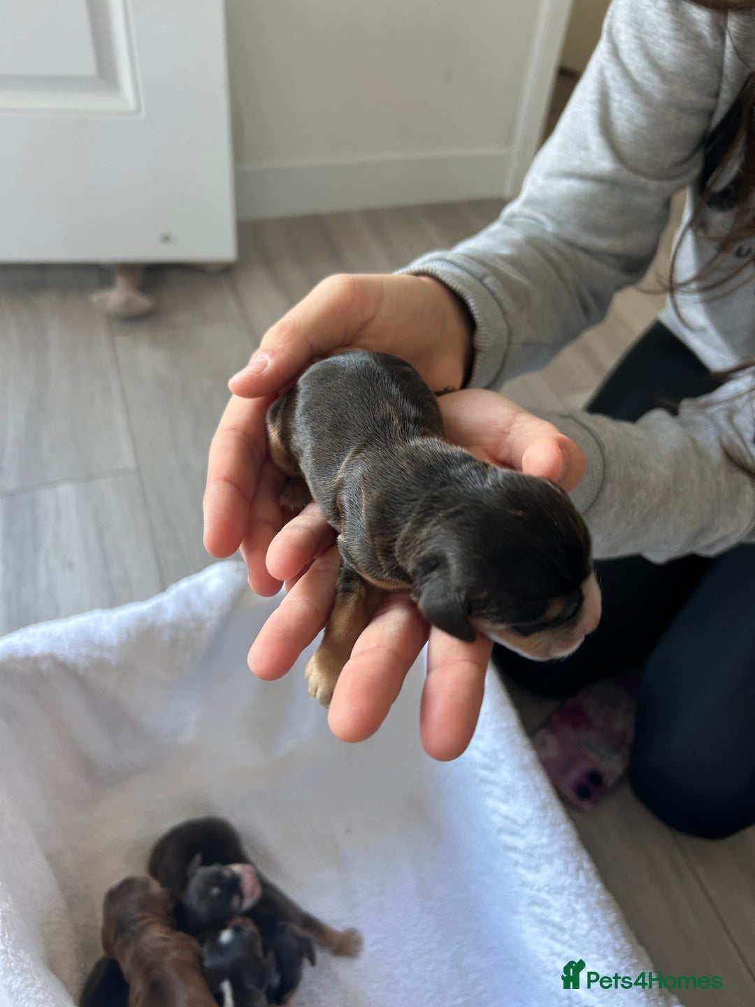 Cocker Spaniel dogs for sale: ✨show type cocker spaniel✨ - Image 13