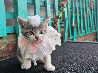 British Longhair cats - Advert 8