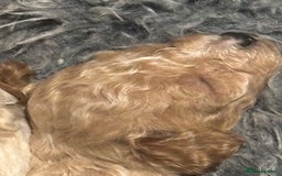 Cavachon dogs for sale: Super friendly, Litter trained Cavapoochon’s - Image 36