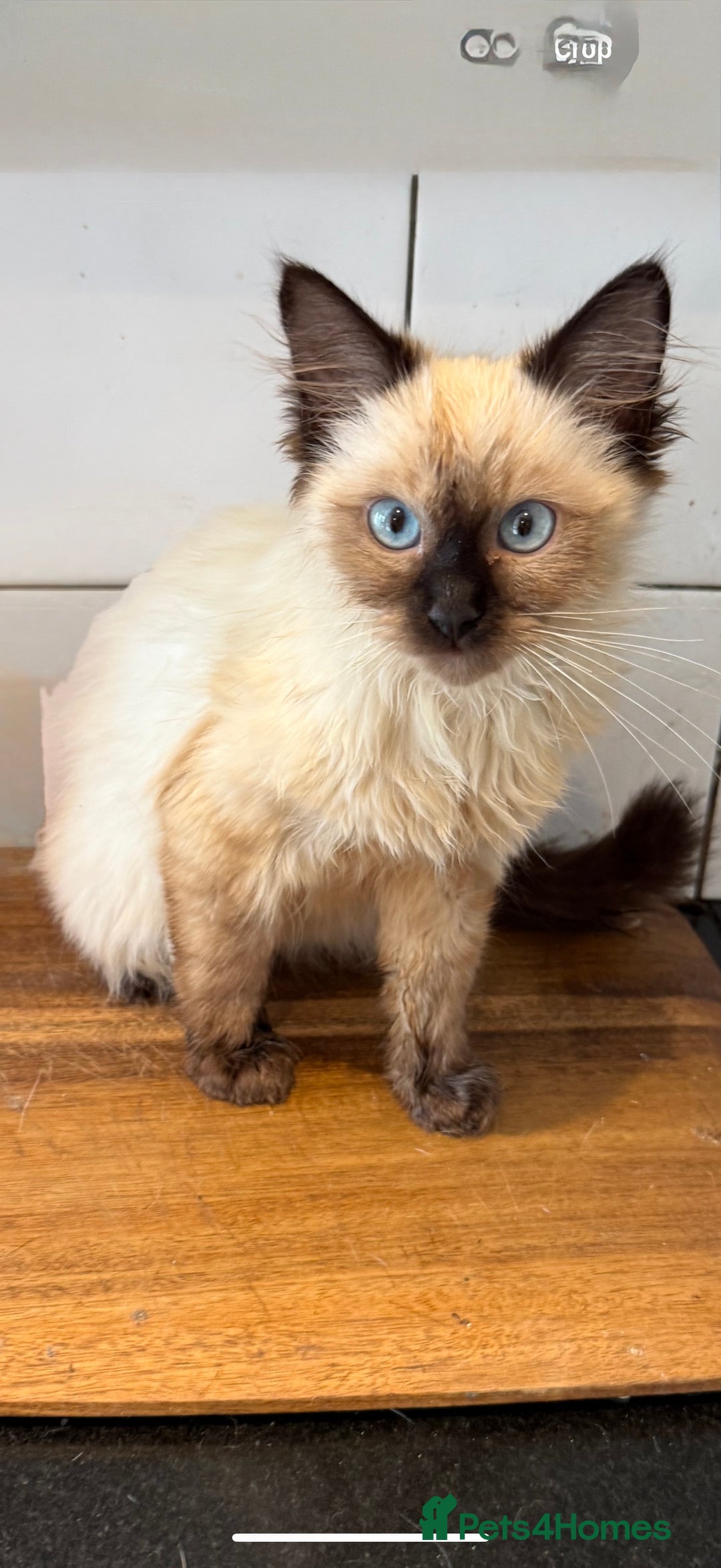 Ragdoll cats for sale: Last two Seal point ragdoll kittens  in West Malling - Image 2