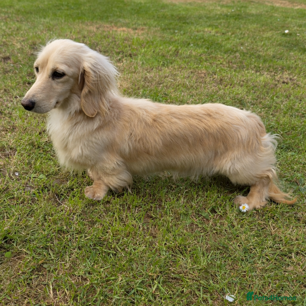 Miniature Dachshund dogs Stunning cream boy KC 4.5KG FOR STUD - Advert 1