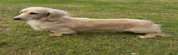 Miniature Dachshund dogs for stud: Stunning cream boy KC 4.5KG FOR STUD - Advert 1