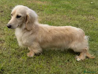 Miniature Dachshund dogs Stunning cream boy KC 4.5KG FOR STUD - Advert 2