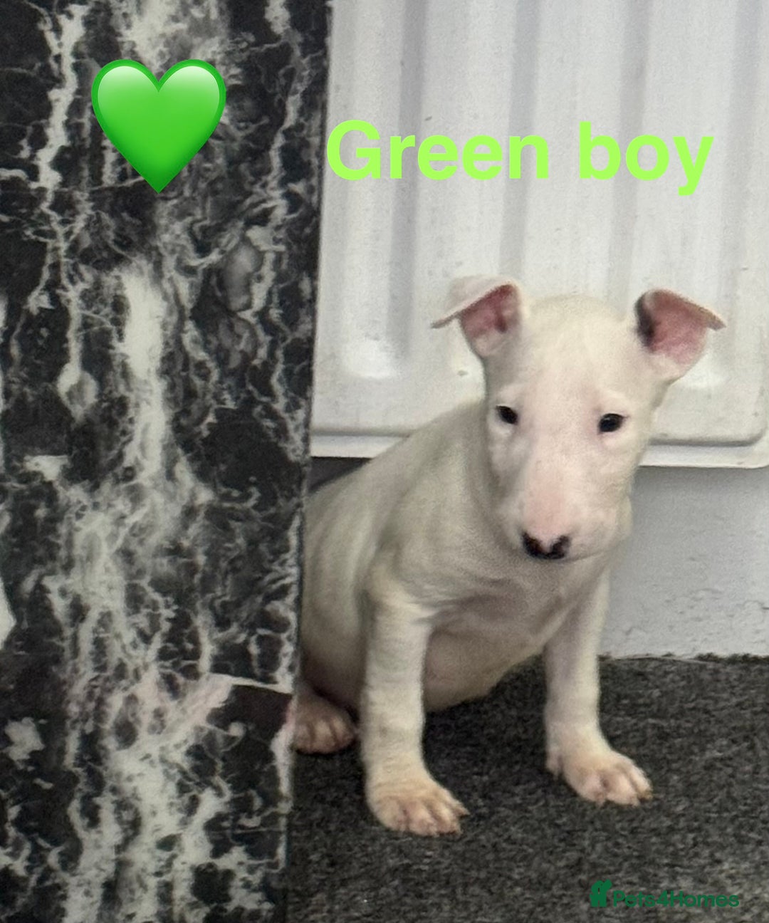English Bull Terrier dogs for sale: 5 stunning English bull terrier boys  - Advert 12