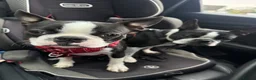 Boston Terrier dogs for sale: 8 month old male pure Boston - Advert 3