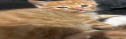 Domestic Shorthair cats for sale:  Meet Our 3 Adorable Ginger Boy Kittens 🧡 - Advert 10