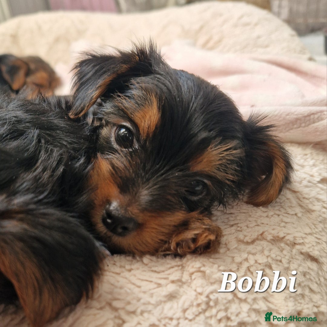 Yorkshire Terrier dogs for sale: Beautiful yorkie puppies - Advert 23