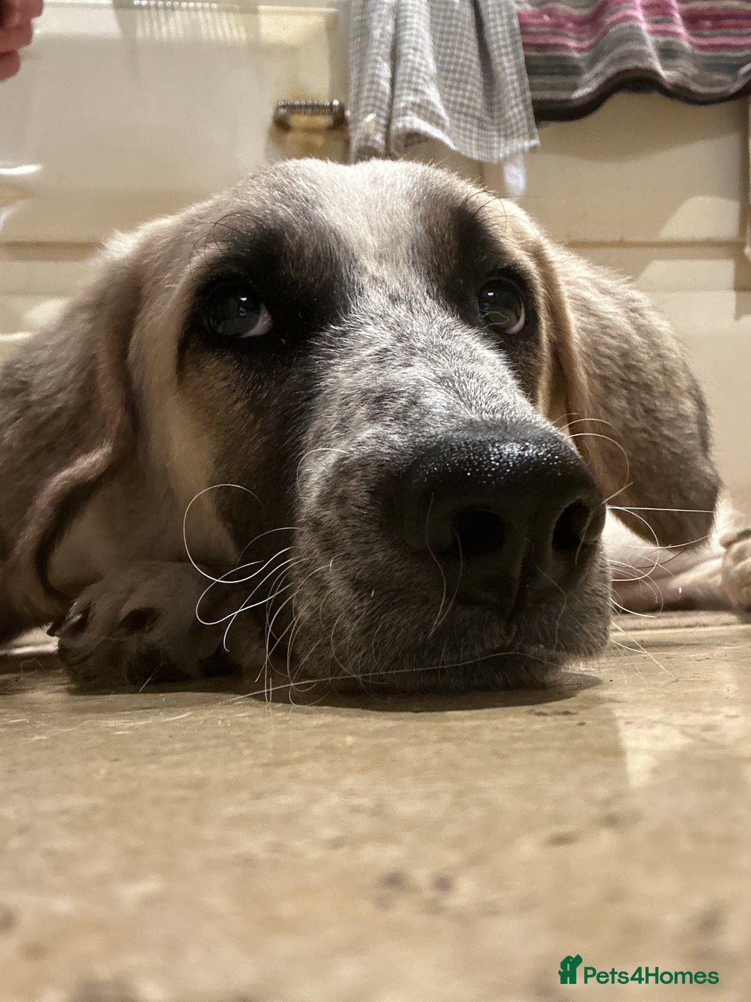 Mixed Breed dogs for adoption: Amara: Beautiful Soul Seeking a Family to Love - Advert 5