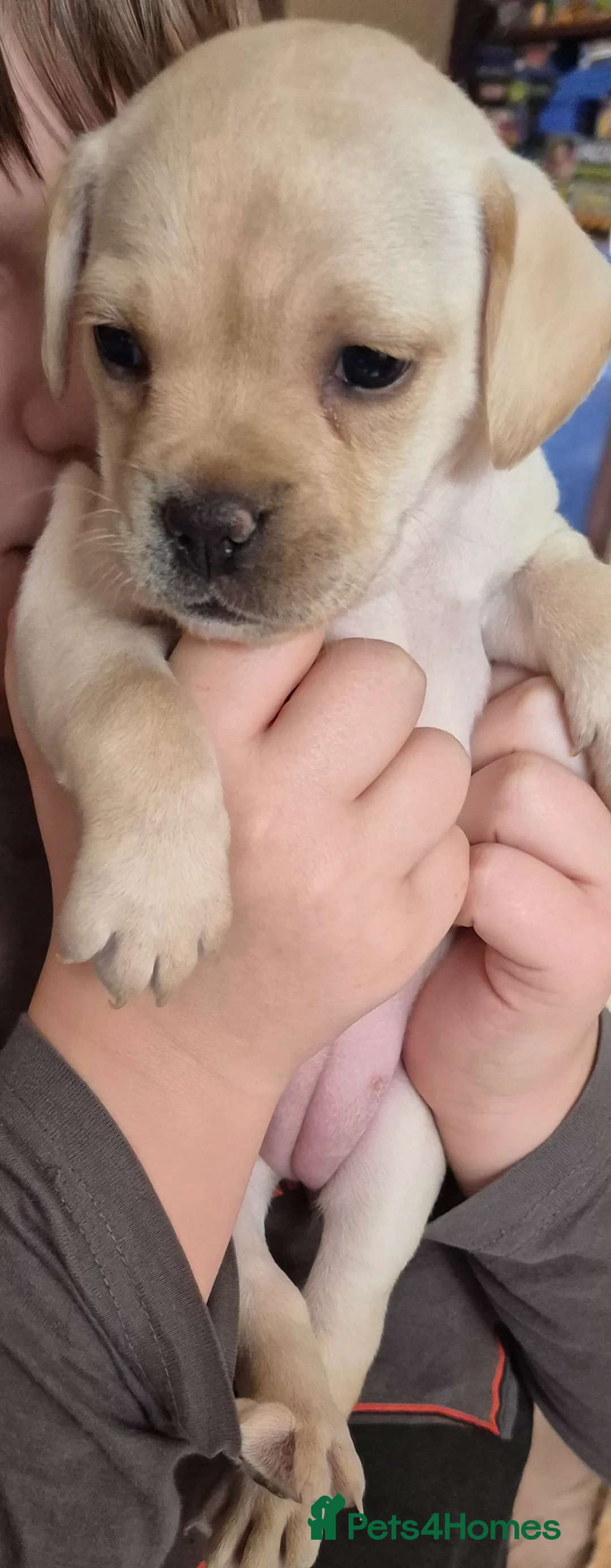 Mixed Breed dogs for sale: Labradoodle x french bulldog puppies  - Advert 2