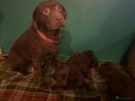 Labrador Retriever dogs - Advert 8