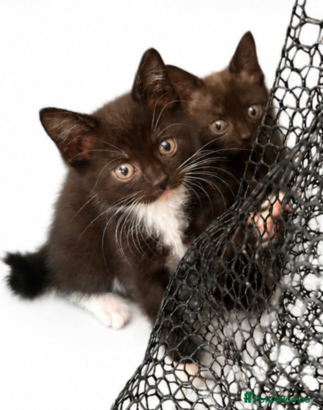 Russian Blue cats Gorgeous Russian Blue × Siamese Kittens - Advert 7