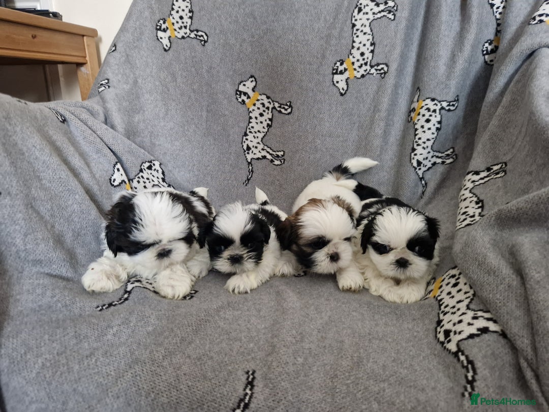Shih Tzu dogs for sale: Shih Tzu puppies for sale  - Image 10