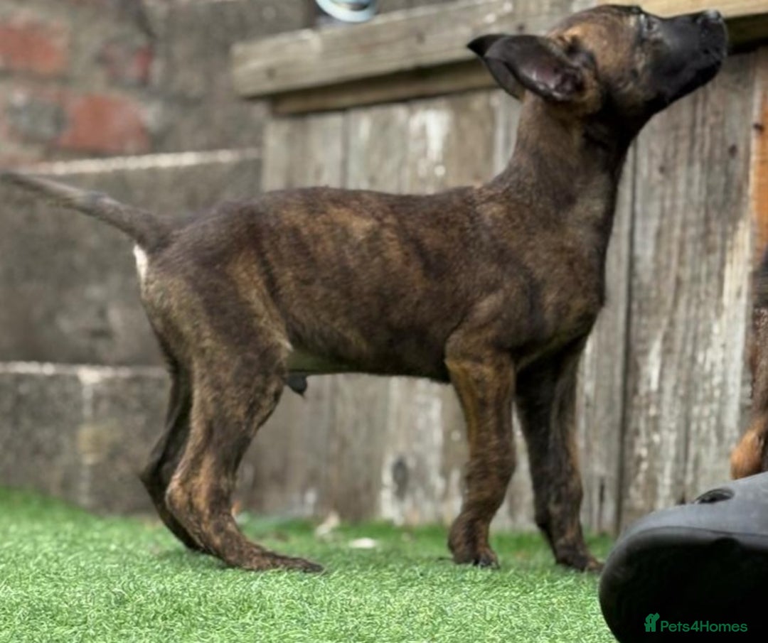 Belgian Shepherd Dog dogs for sale: Belgian malnois x Dutch sheppard puppies - Image 9