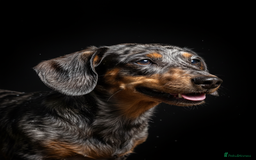 Miniature Dachshund dogs for sale: Pra clear mini smooth dachshund pups - Image 21