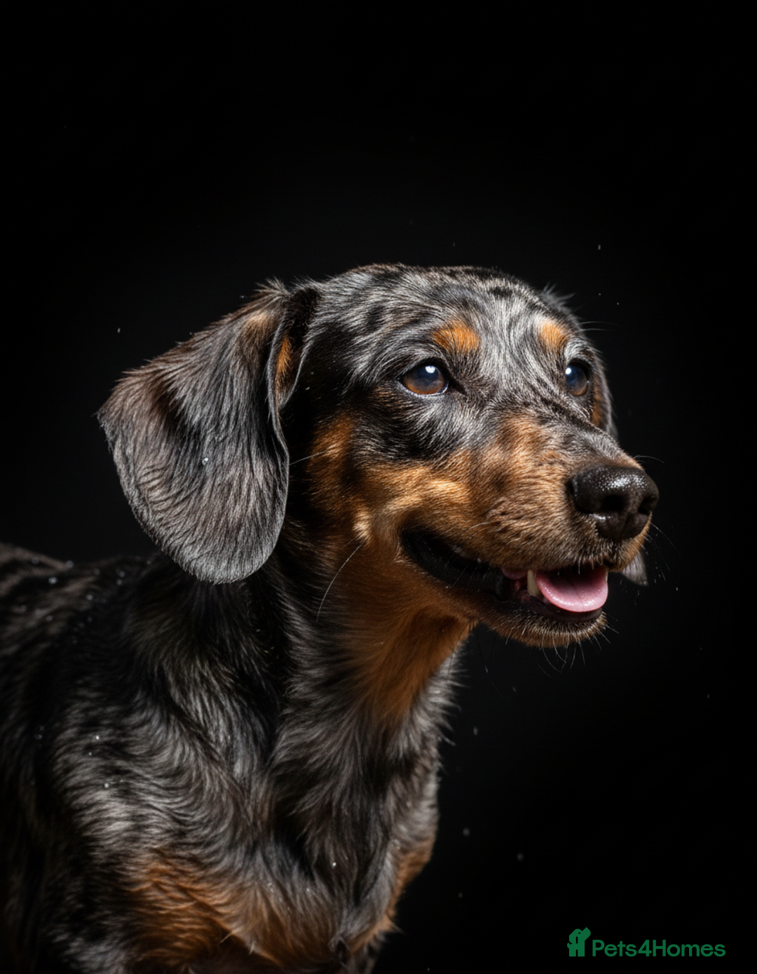 Miniature Dachshund dogs for sale: Pra clear mini smooth dachshund pups - Image 21