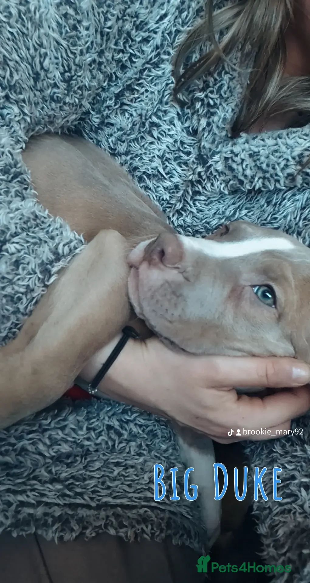 Mixed Breed dogs PUPPYS READY TO LEAVE  - Advert 1