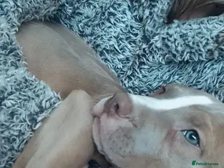 Mixed Breed dogs PUPPYS READY TO LEAVE - Advert 1