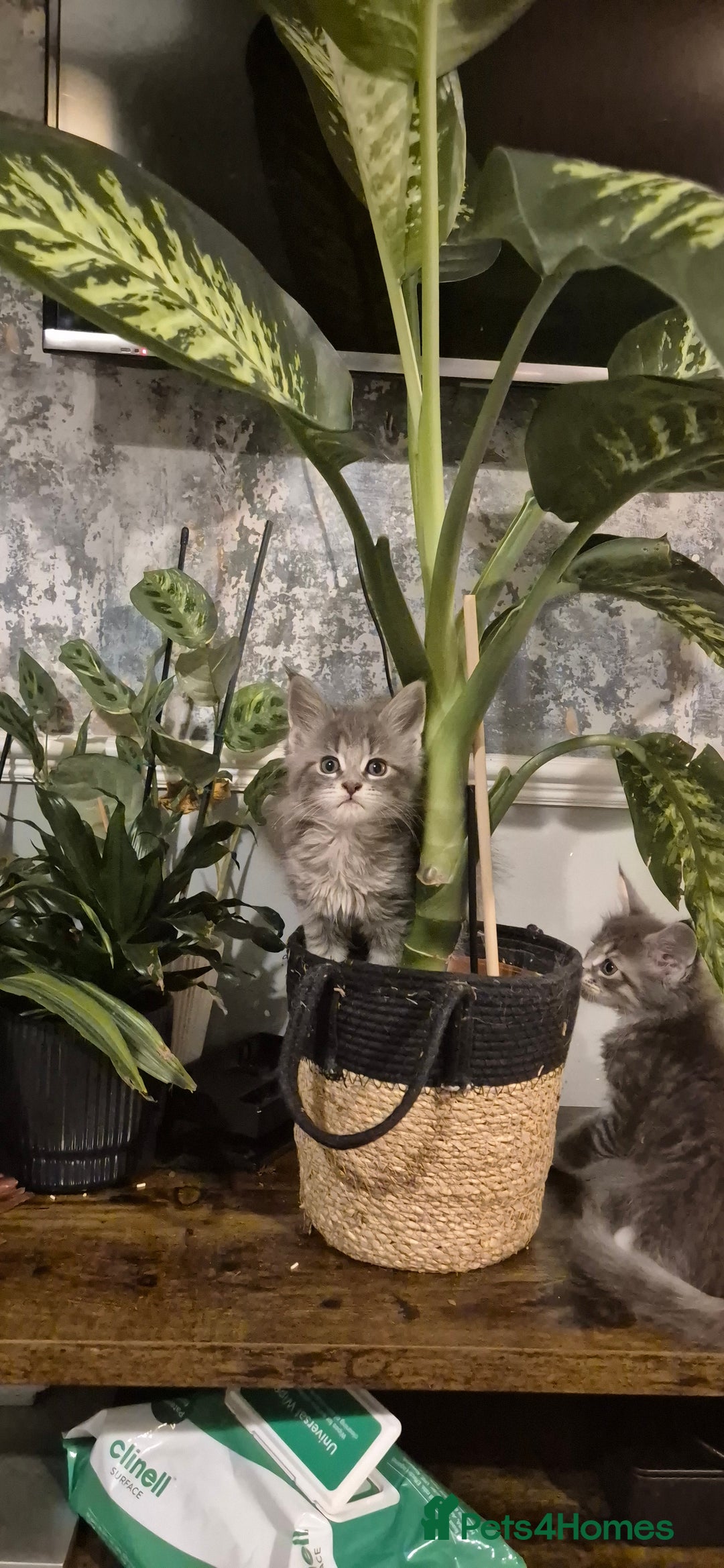Maine Coon cats for sale: GCCF registered Pedigree Maine Coon Kittens - Advert 12