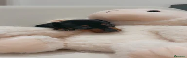 Dachshund Puppy 1