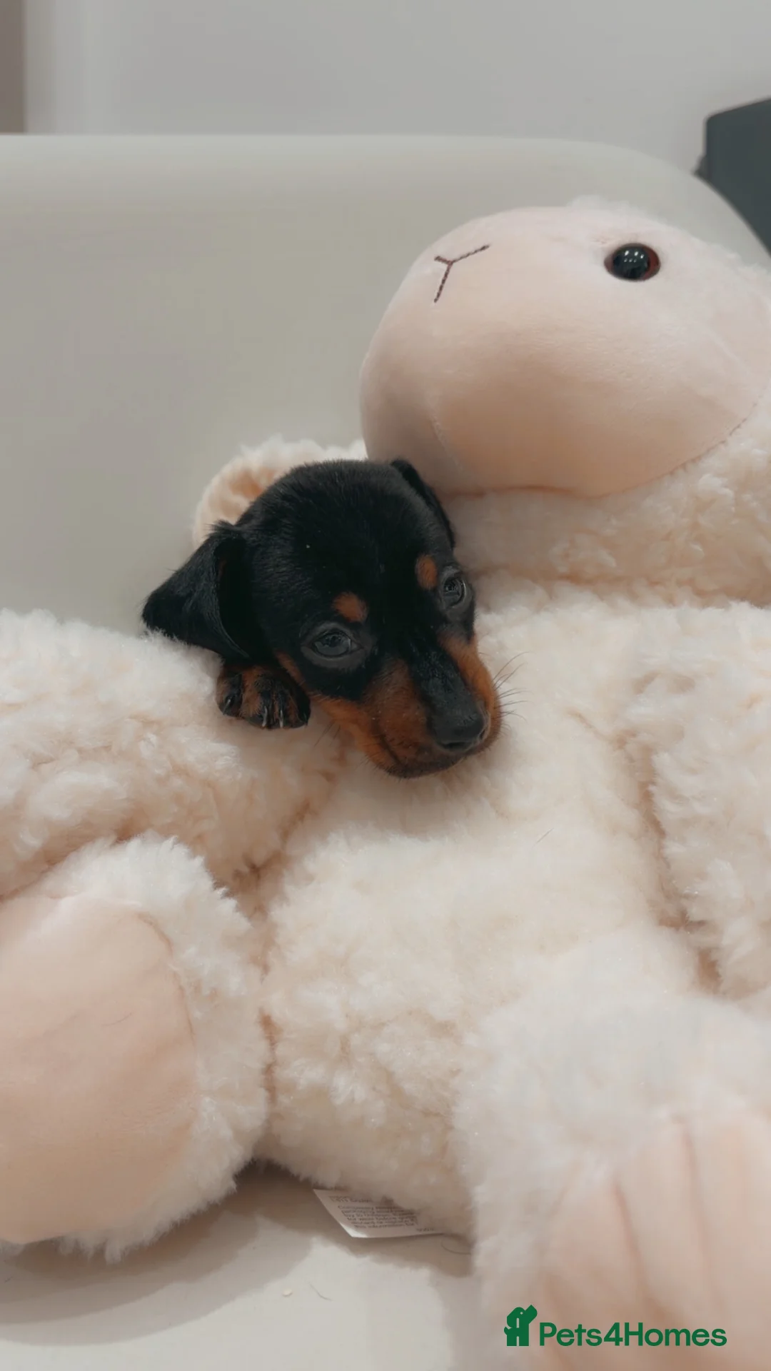 Dachshund dogs for sale: Mini dachshund puppies  - Advert 12