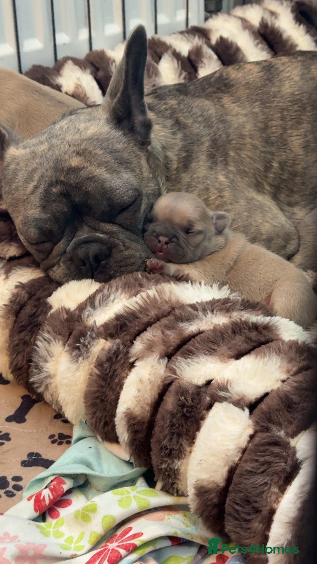French Bulldog dogs for sale: French bulldog  - Image 5