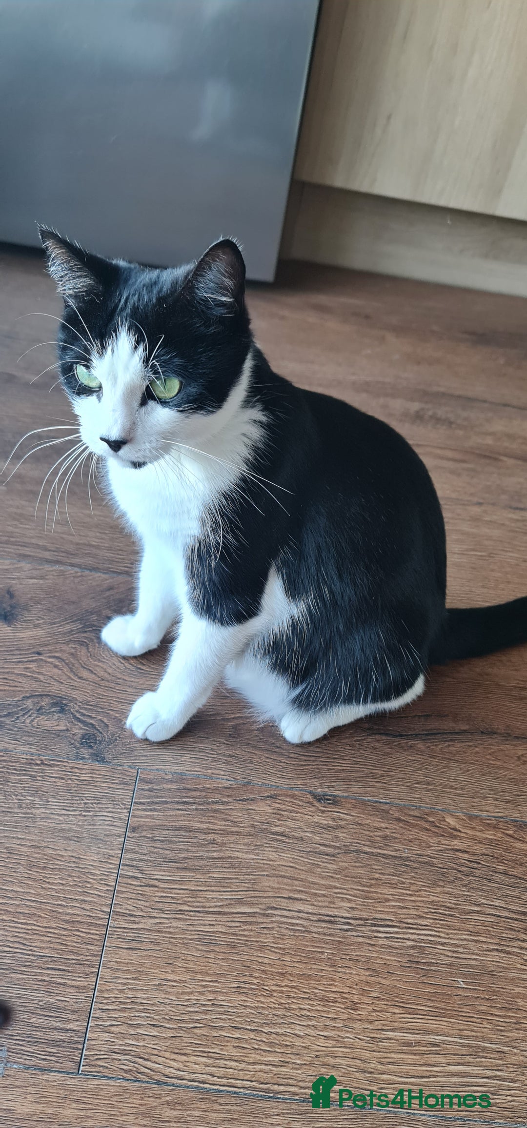 Mixed Breed cats for sale: Young kittens looking for loving homes - Advert 1