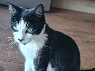 Mixed Breed cats Young kittens looking for loving homes - Advert 10