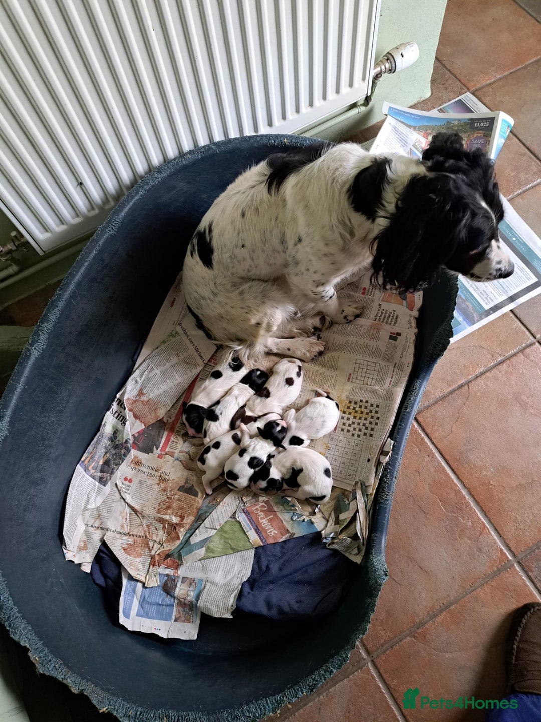 English Springer Spaniel dogs for sale: 6 springer spaniels pups - Image 2