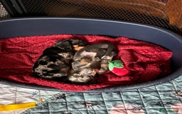 Miniature Dachshund dogs for sale: Silver Dapple Minature Dachshund  - Image 5