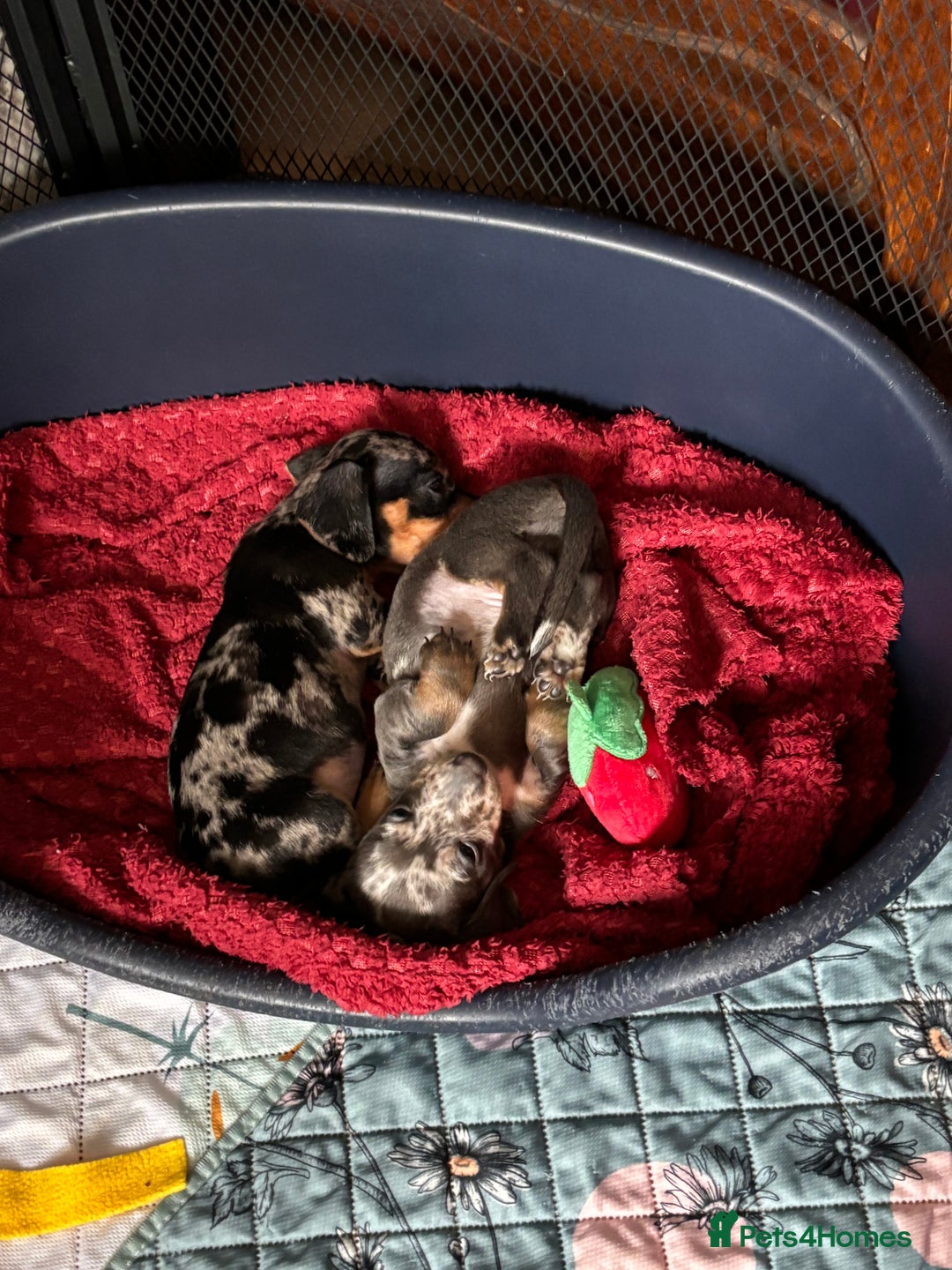 Miniature Dachshund dogs for sale: Silver Dapple Minature Dachshund  - Image 5