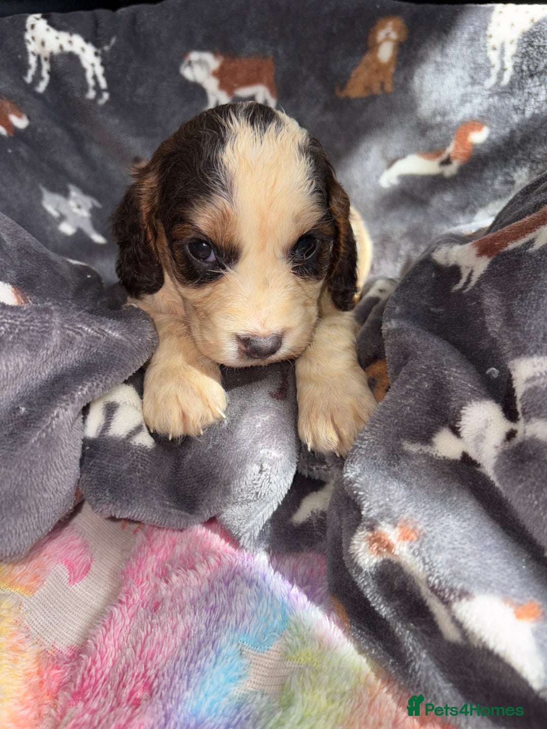 Cockapoo dogs for sale: 8 gorgeous little cockapoo puppies for sale - Image 13