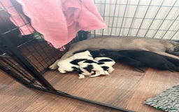 Mixed Breed dogs for sale:  Mum and dad pets 4black and two black and white  - Image 6