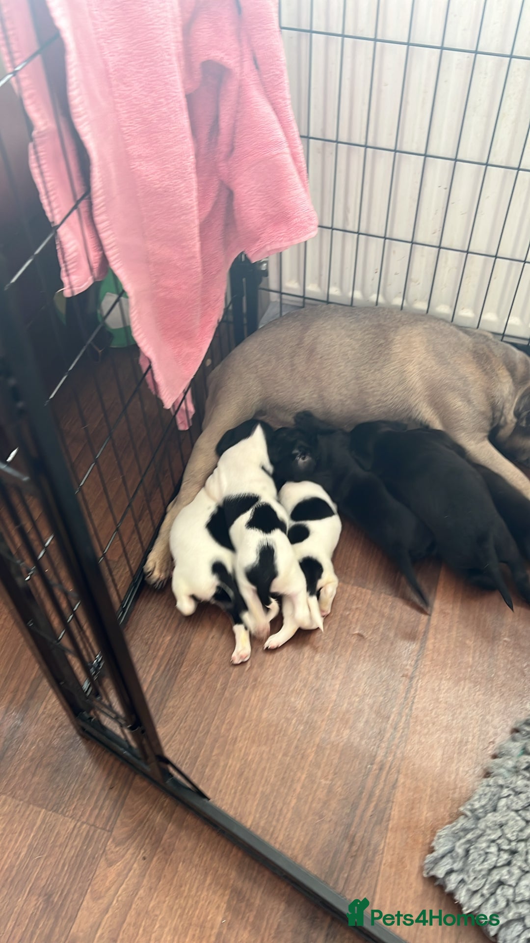 Mixed Breed dogs for sale:  Mum and dad pets 4black and two black and white  - Image 6