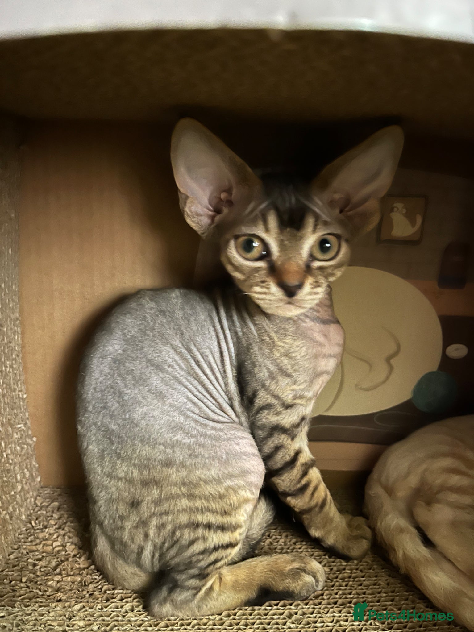 Devon Rex cats for sale: Lovely Devon Rex Kitten is looking for parents  - Advert 2