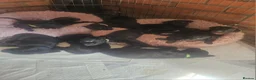 Labrador Retriever dogs for sale: Beautiful puppies for sale in Ipswich - Advert 3