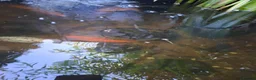 Pond Fish fish for sale: Mixed pond fish looking for new home - Advert 1