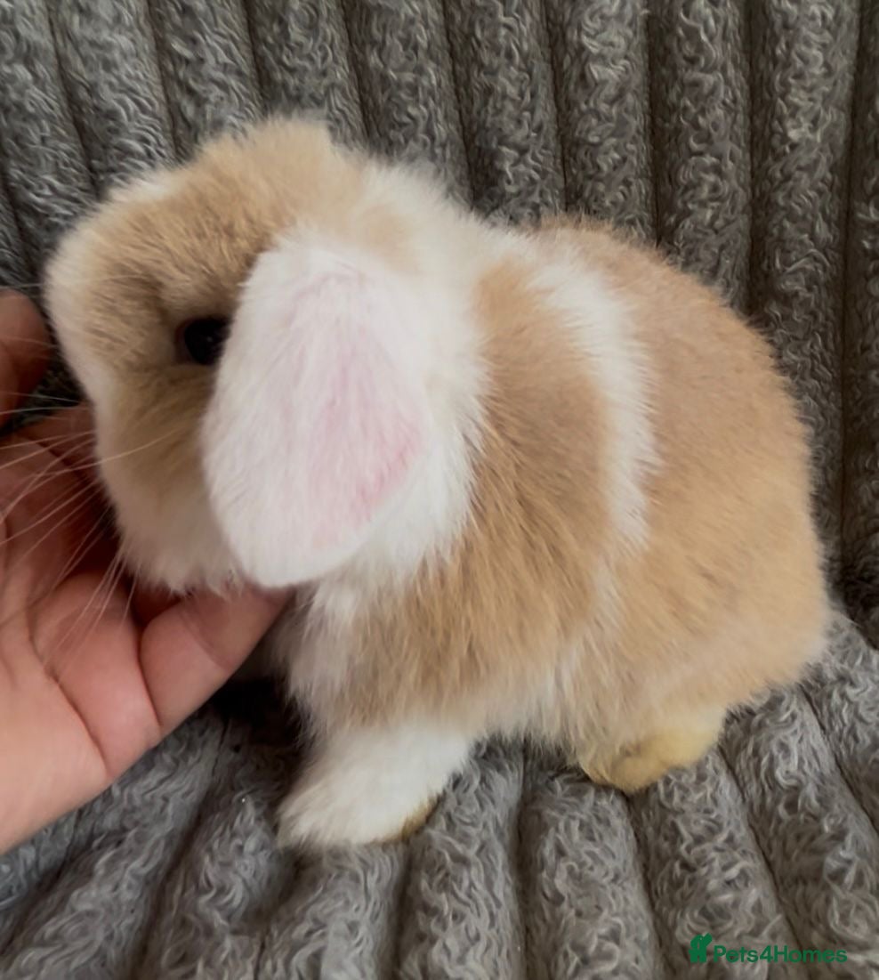 Mini Lop rabbits Beautiful mini lop baby rabbits  - Advert 4