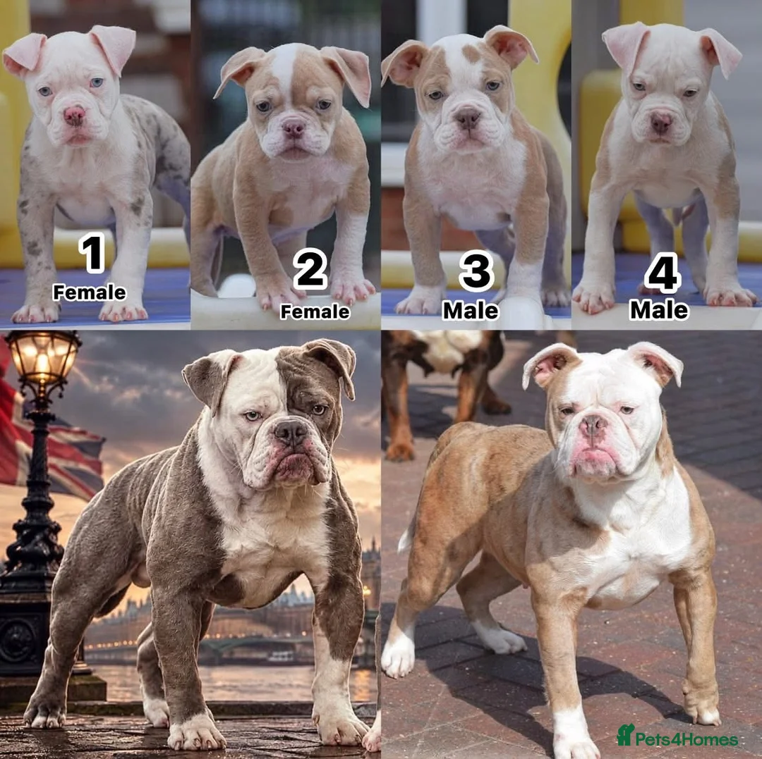 Old Tyme Bulldog dogs for sale: 23 years 5⭐️Licensed & Registered uk no1  - Advert 1