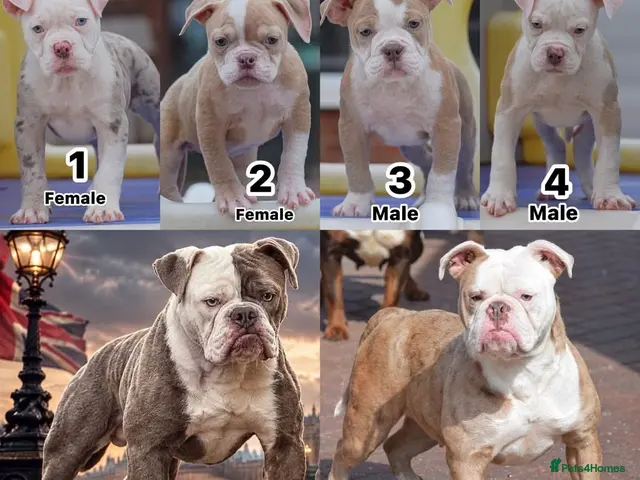 Old Tyme Bulldog dogs for sale: 23 years 5⭐️Licensed & Registered uk no1 - Advert 2