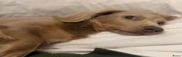 Miniature Dachshund dogs for stud: Long-Haired Miniature Dachshund Stud– Isabella Tan - Advert 10