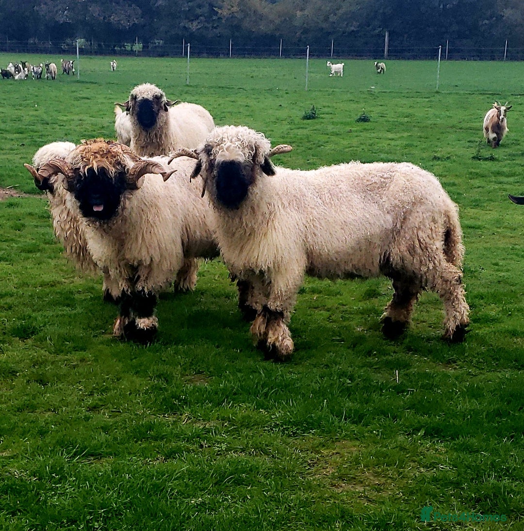 Sheep livestock for sale: Valais blacknose starter flock pedigree plus other - Image 3