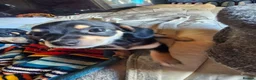 Chiweenie dogs for sale: Chihuahua x mini dachshund - Advert 8