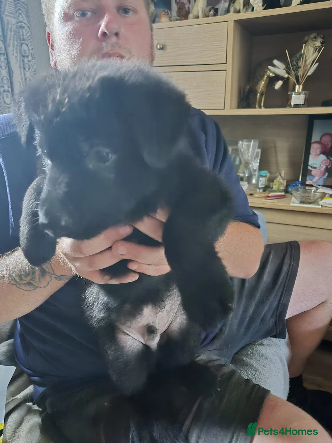 German Shepherd dogs for sale: KC registered German shepherd pups  - Advert 2
