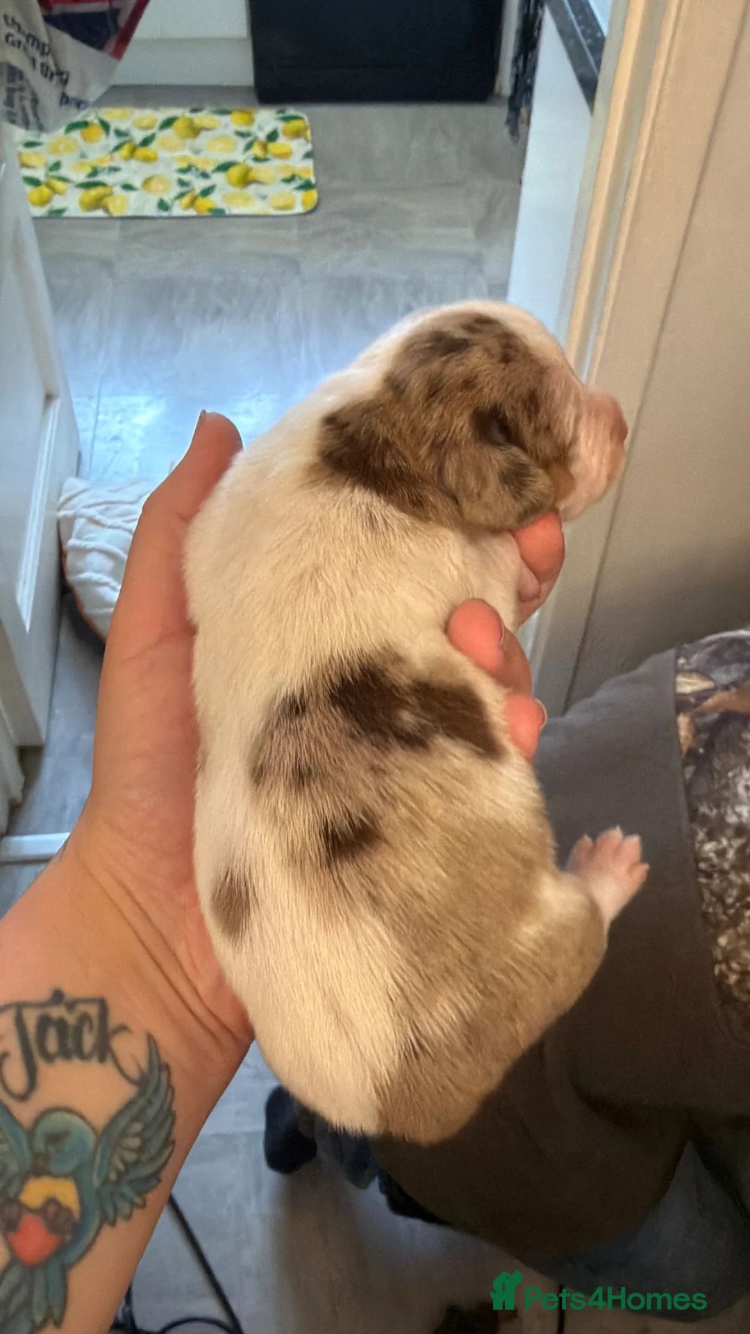 Dachshund dogs for sale: Stunning dachshund babies  - Advert 35